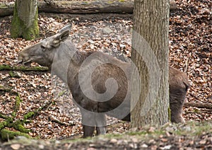 An elk (alces alces) at a german deer park in summer