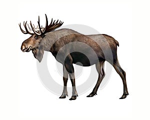 Elk Alces, realistic drawing,