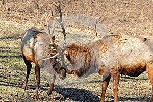 Elk - Antler Antics in the Animal Kingdom