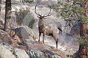 Elk with Antlers