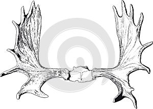 Elk antlers