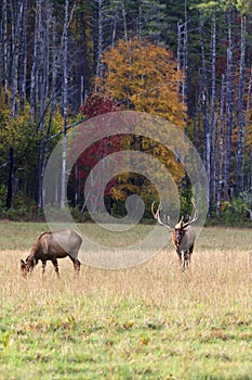 Elk with Antlers