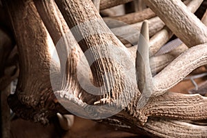 Elk Antlers Background Pedicles Detail