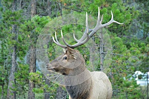 Elk antlers