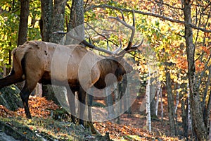 Elk in autumn