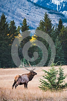 Elk in autumn, Banff National Park