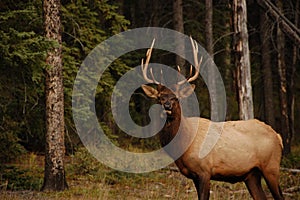 Elk in Banff Alberta photo