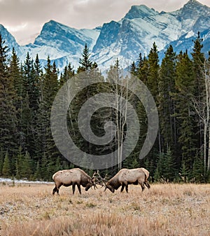 Elk in Banff National Park Canada