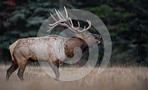 Elk in Banff National Park Canada