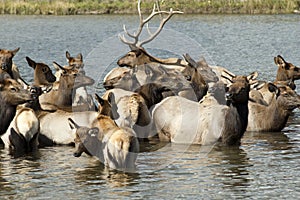 Elk bath time