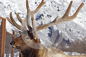 Elk with beautiful antlers outside of Girdwood, Alaska, in the winter.