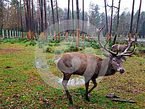 Elk in Belovezhskaya Pushcha. Belarus