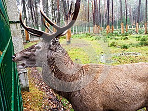 Elk in Belovezhskaya Pushcha. Belarus