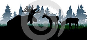 Elk with big antlers and cubs. Glade in coniferous forest. Silhouette picture. Morning fog. Animals in wild. Isolated on