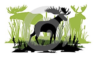 Elk with big antlers male. Herd grazing. Silhouette picture. Reeds graze in swamp. Animals in wild. Overgrown river bank