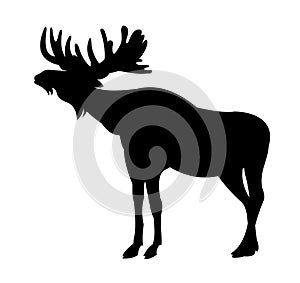 Elk with big antlers male. Silhouette picture. Animals in wild. Isolated on white background. Vector.