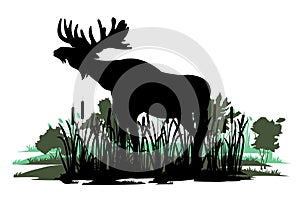 Elk with big antlers male. Silhouette picture. Animals in wild. Reeds graze in swamp. Overgrown river bank. Isolated on