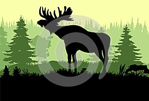 Elk with big antlers male. Silhouette picture. Glade in coniferous forest. Animals in wild. Vector.