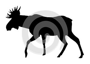 Elk black on white silhouette illustration