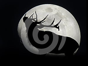 Elk blocking moon