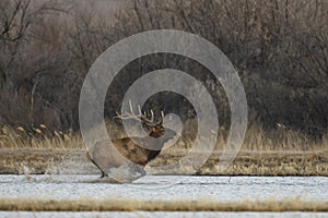 Elk at Bosque del Apache NWR photo