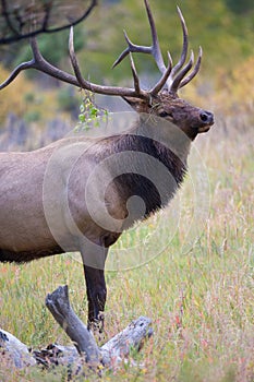 Elk with branches in his antlers