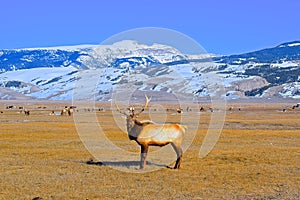 Elk Buck in Elk Refuge, Jackson Hole