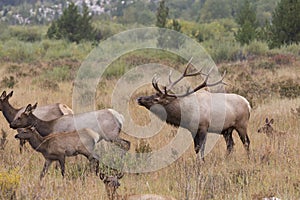 Elk Bugle