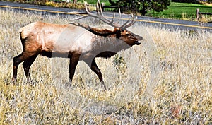 Elk Bugle