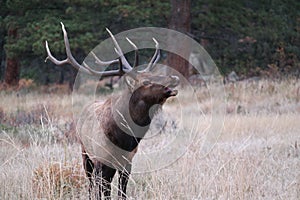 Elk Bugle photo