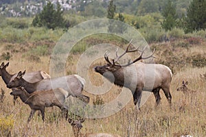 Elk Bugle photo