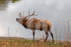Elk Bugle During the Rut