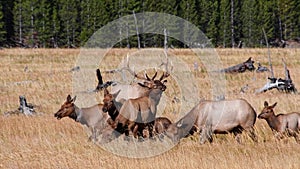 Elk Bugle in Yellowstone National Park