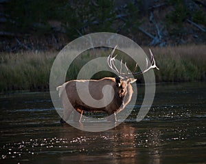 Elk Bugling photo