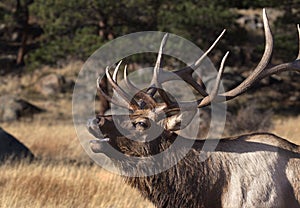 Elk Bugling photo