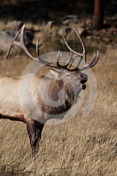 Elk Bugling photo
