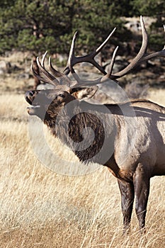 Elk Bugling photo