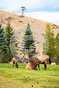 Elk bugling, bull with large antler rack in Yellowstone National Park, female cow elk harem lying down, Mammoth Hot Springs elk
