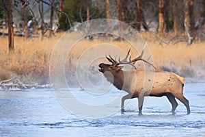 Elk Bugling While Crossing River photo