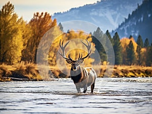 Elk Bugling While Crossing River