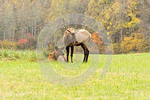 Elk Bull and an Elk Cow During the Rut Mating Season