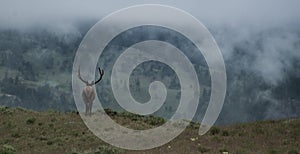 Elk bull on foggy morning