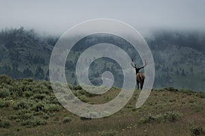 Elk bull on foggy morning