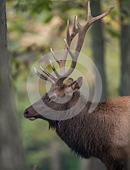 Elk