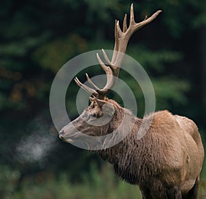 Elk