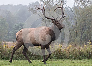 Elk photo