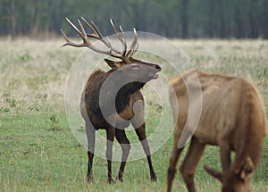 Elk bull in rut