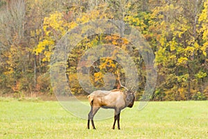 Elk Bull Standing in a Mountain Field in Fall