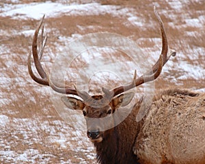 Elk Bull In Winter