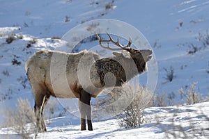 Elk burling in winter landscape.